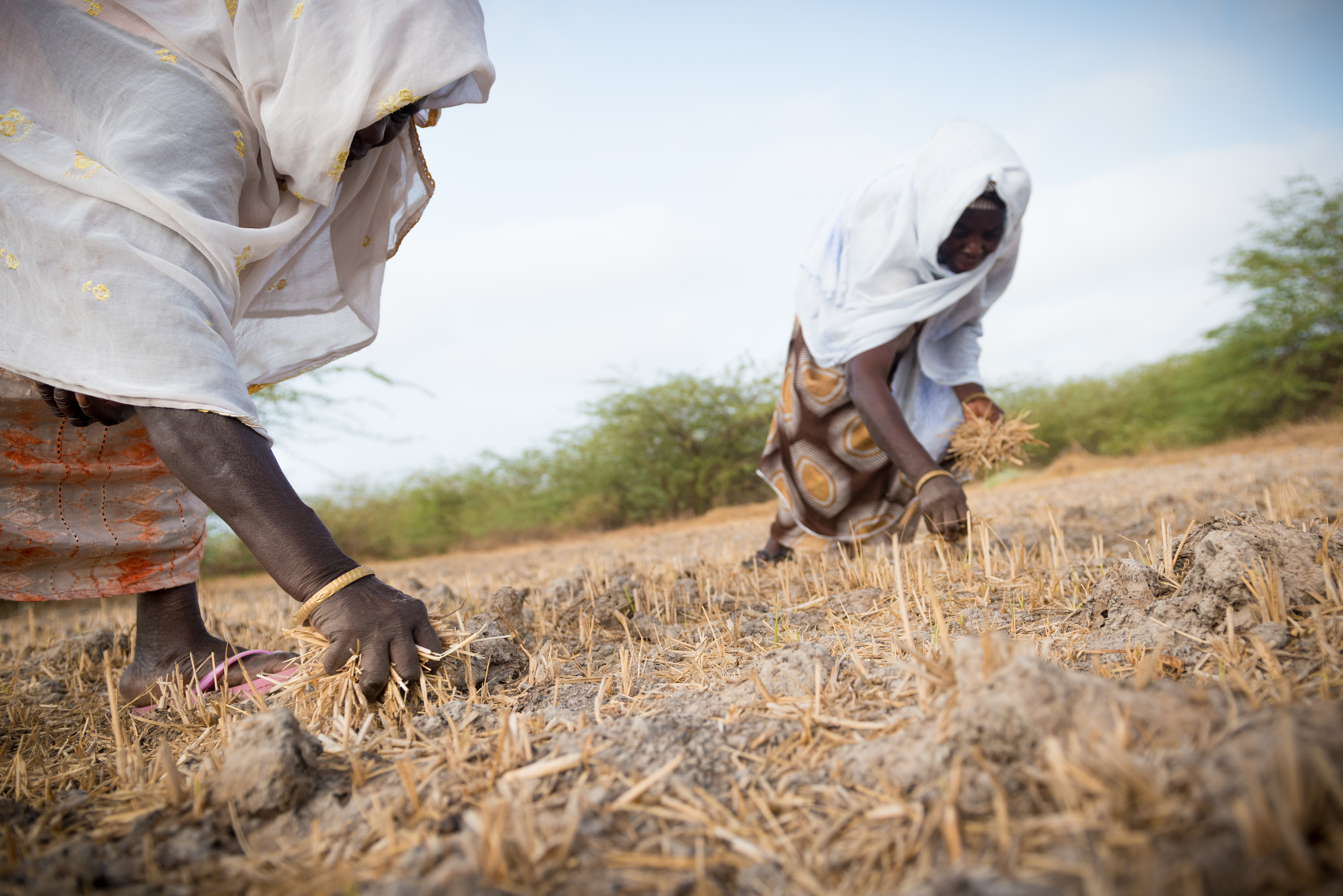 Bineta Fall (l) clears her rice field. She tried growing again last year but erratic rainfall led to failure. © Clément Tardif / ActionAid
