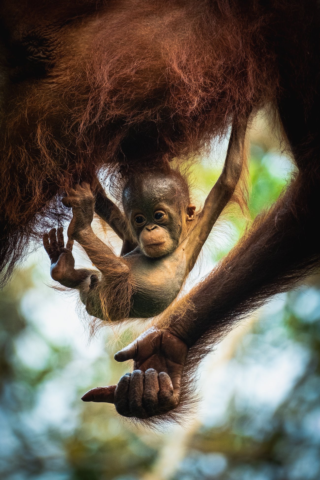 Baby and mother orangutan, Taman National Park, Central Kalimantan, Indonesia. Photo: Dimitry B/Unsplash.com