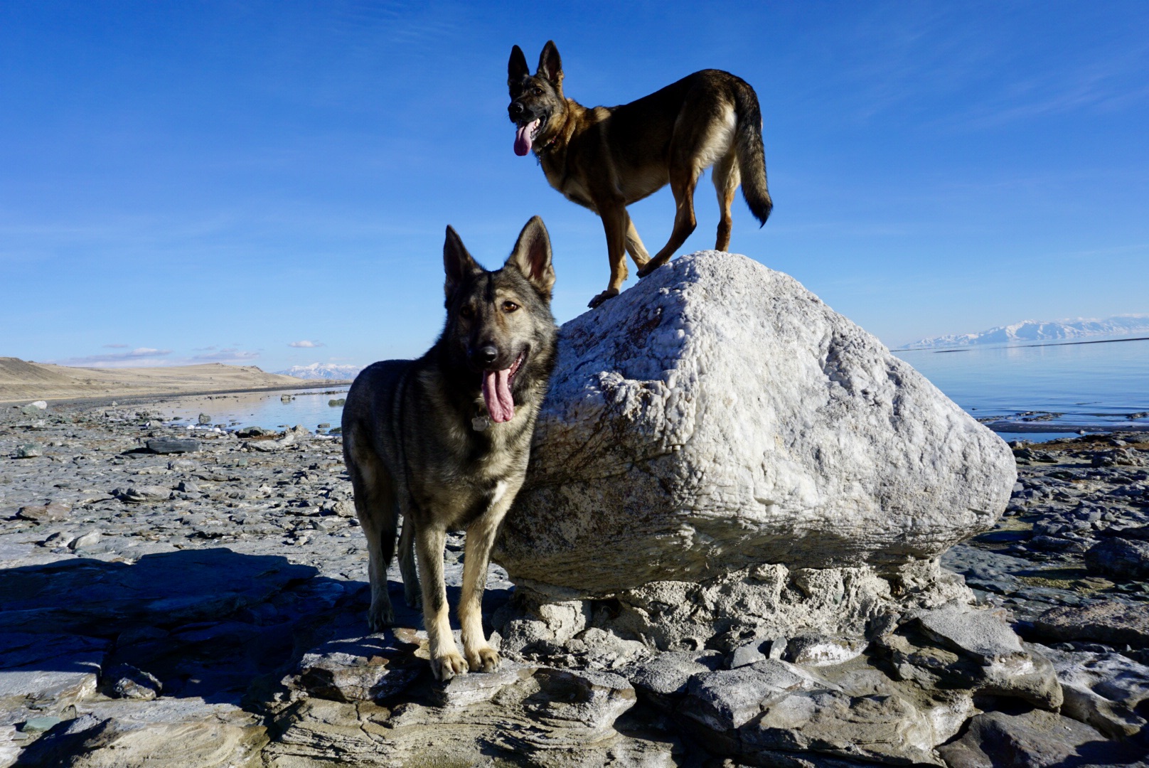 When Wolves Fly