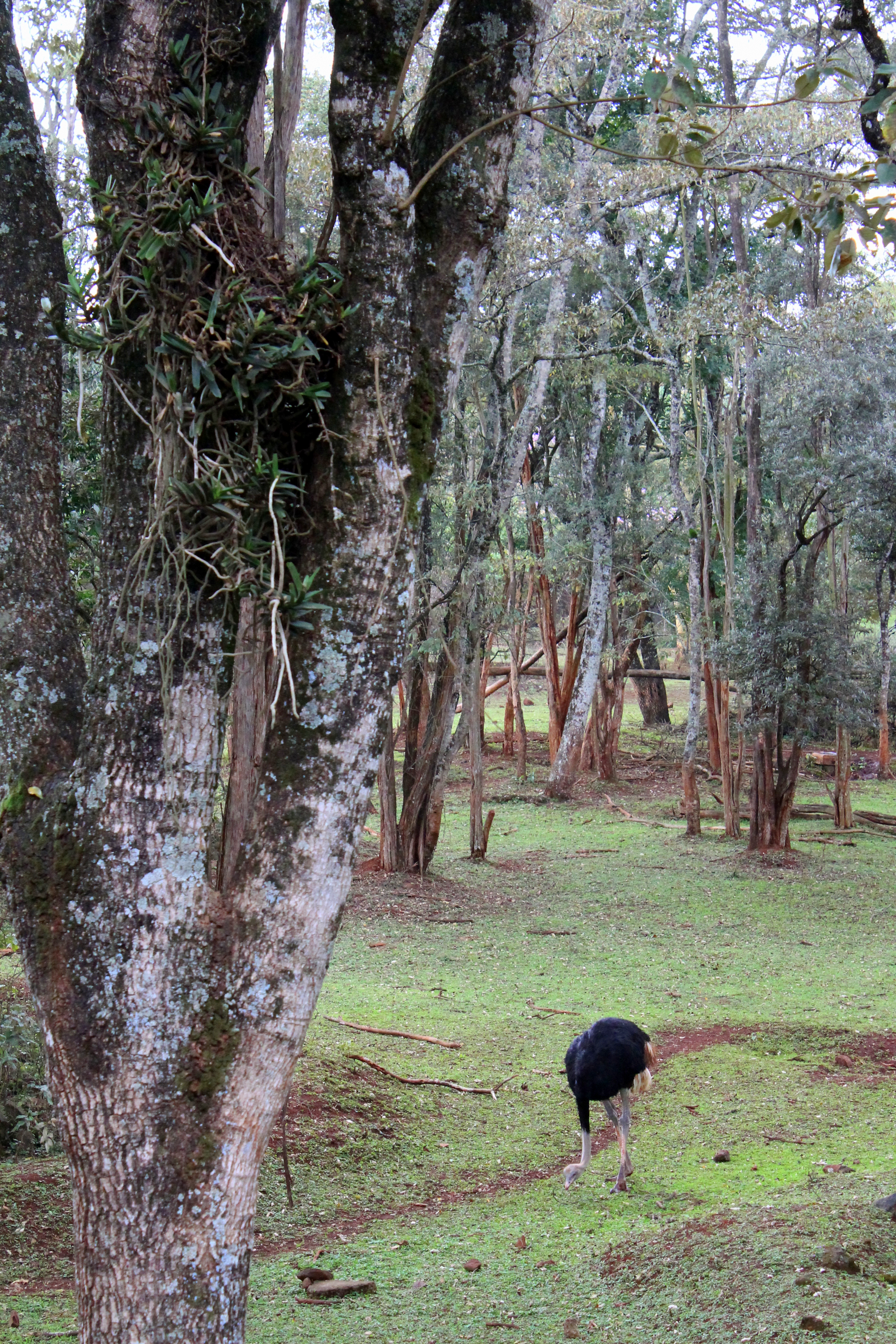 Safari Walk
