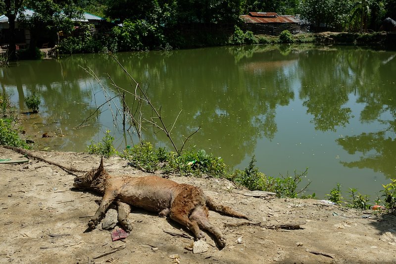 Mrtvý pes u řeky využívané rohingskými uprchlíky, osada Unchiparang. 25. září 2017 ©Antonio Faccilongo