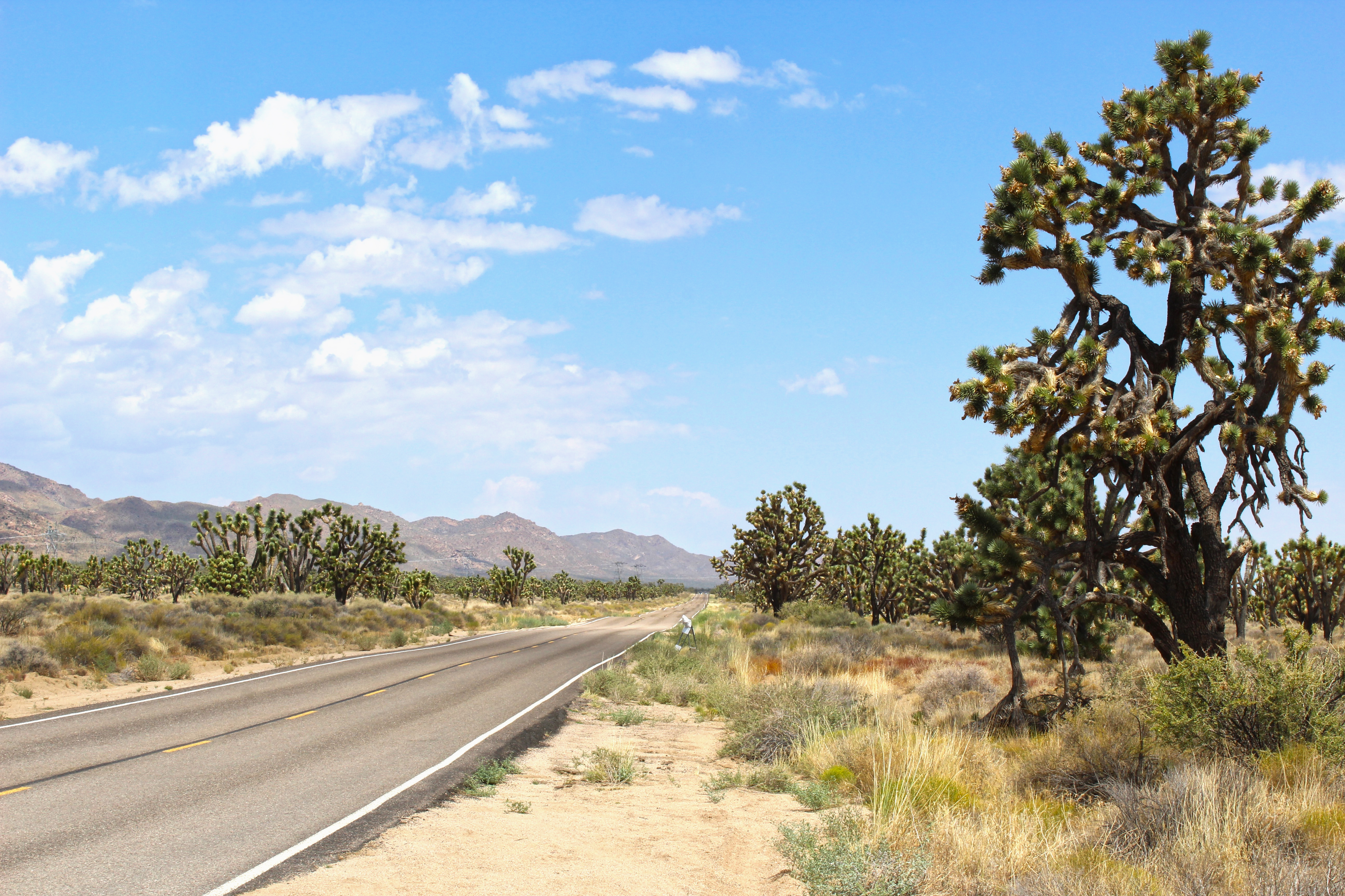Take this, Joshua tree national park!