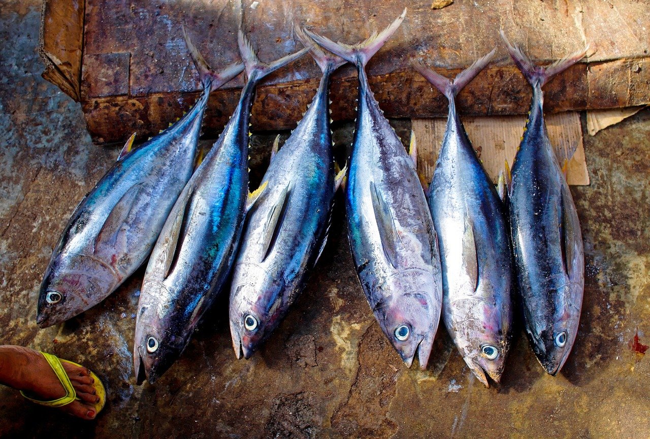Fishing sustainably is ”a matter of conscience”