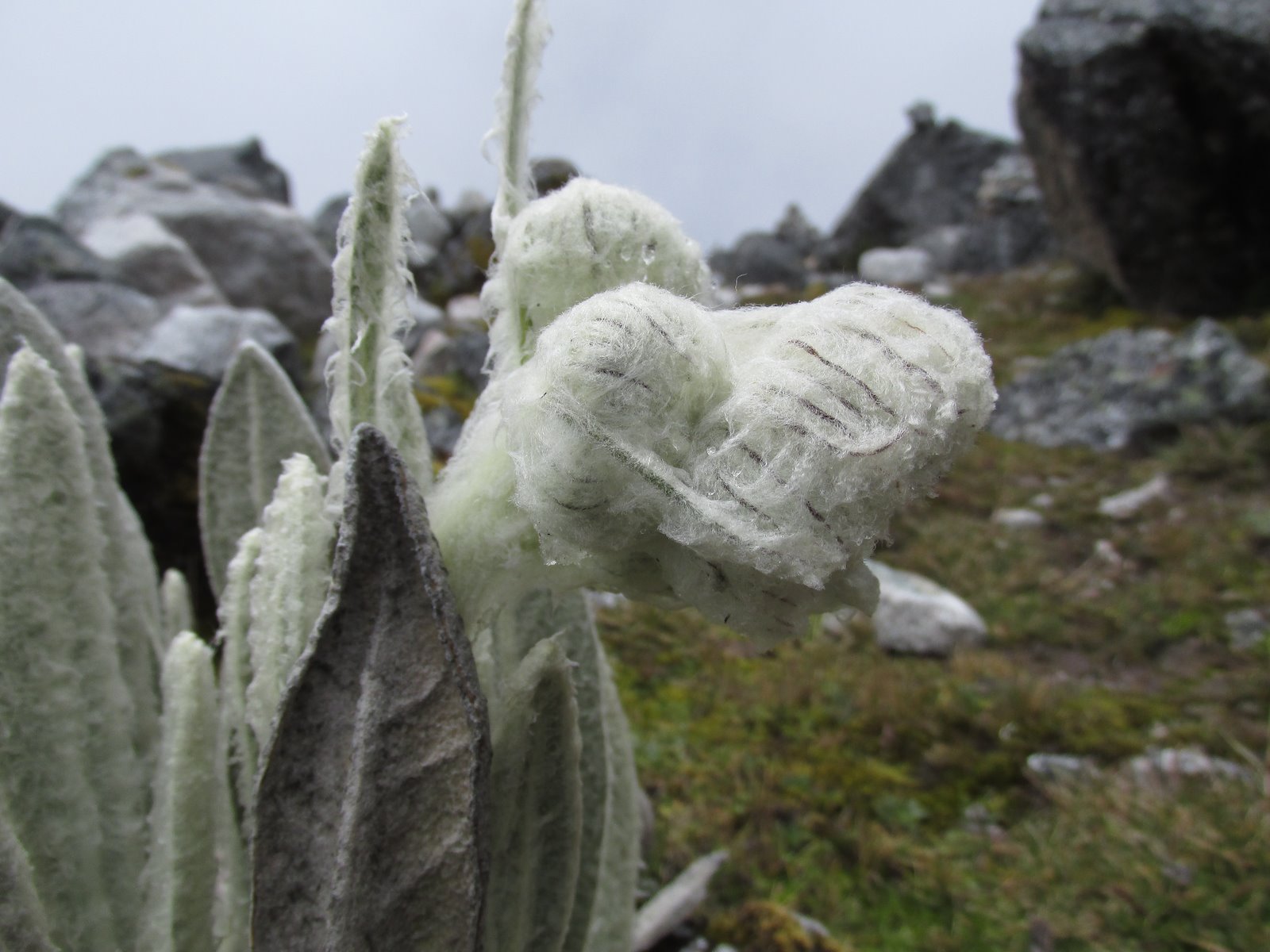 The white hairs protect the plant from freezing temperatures, harsh winds and precipitation.