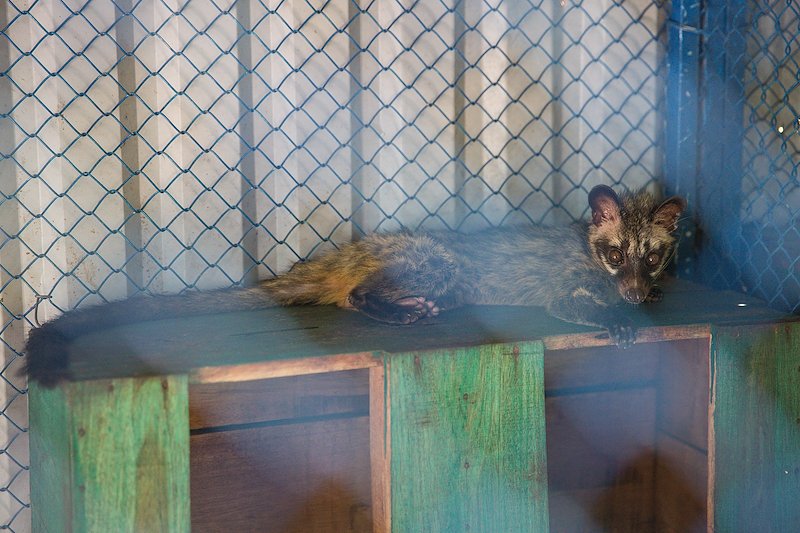 A civet at the animal rehabilitation center.
