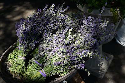 Freshly harvested lavender at the PHS Flower Show.
