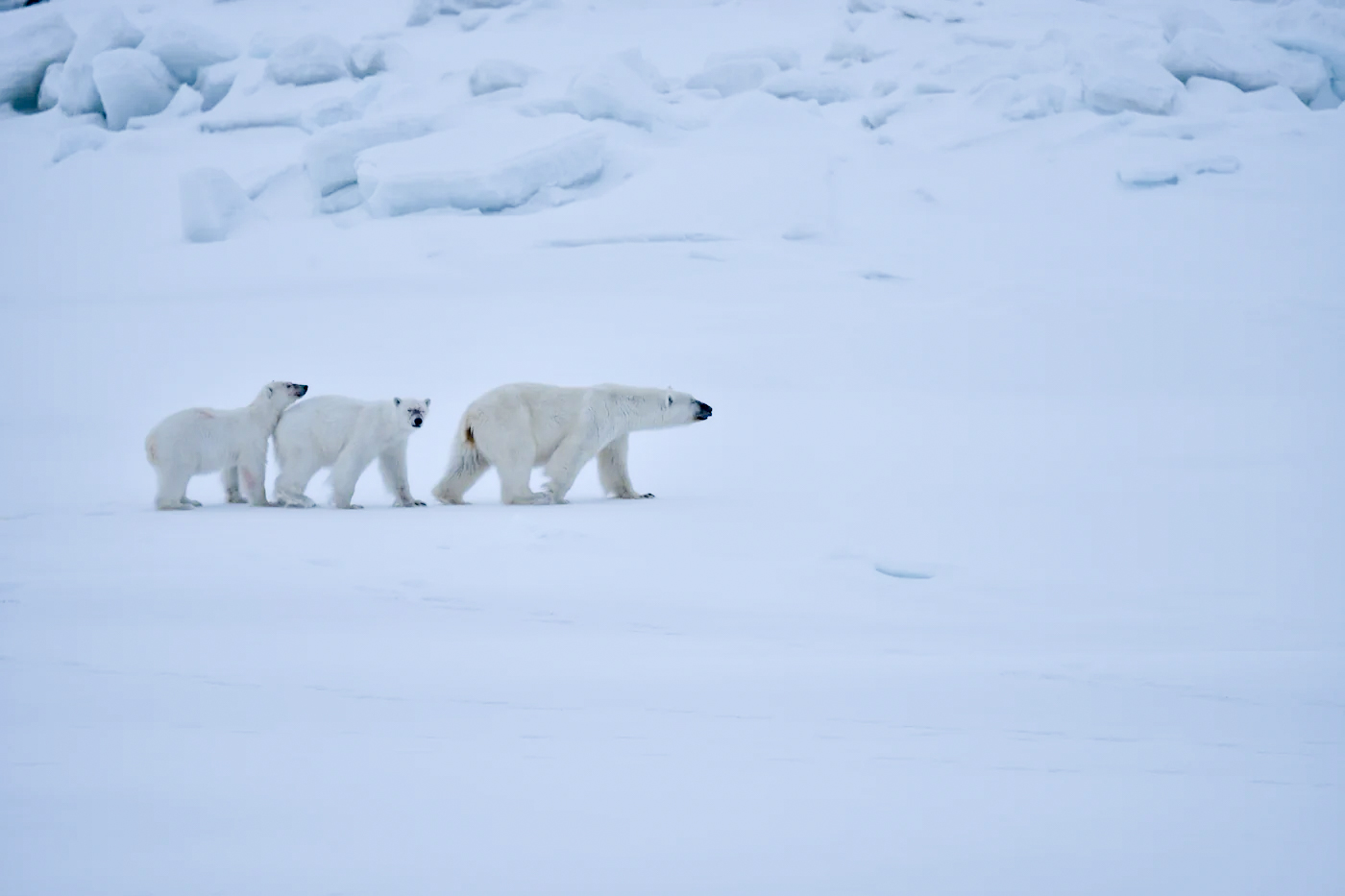 Polar bear mother and cubs as seen from the observation perch. Photo ...