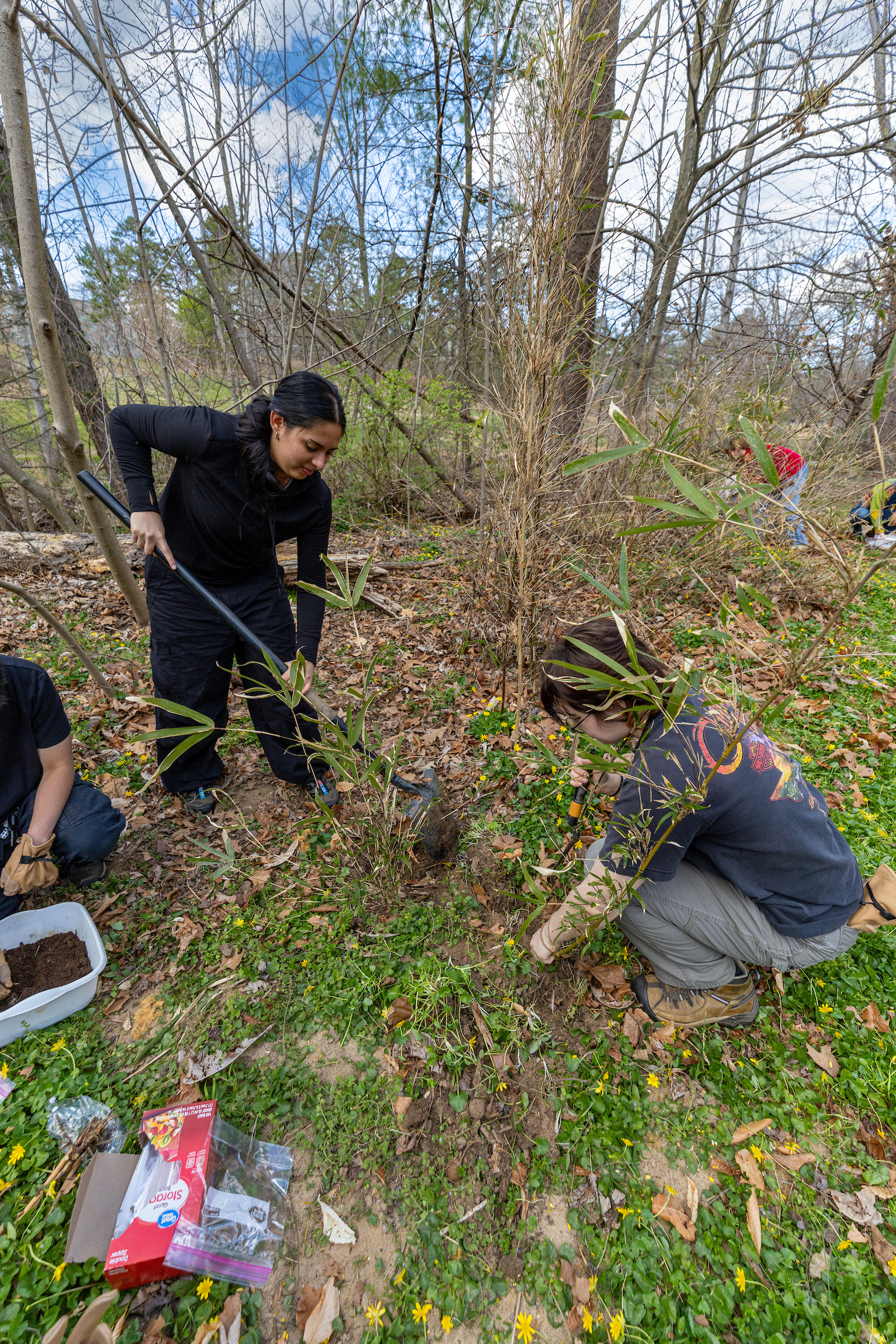 Students dig up river cane rhizomes along Reed Creek to propagate them ...