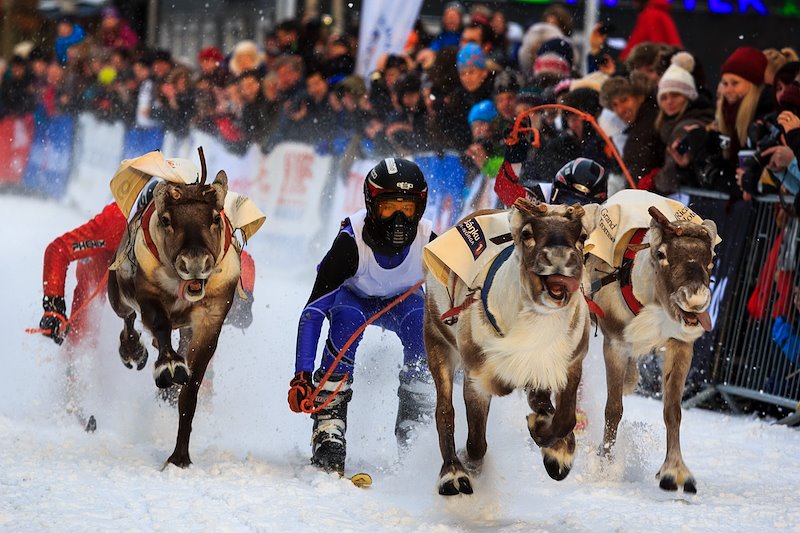 Reindeer racing at the annual Sami Week in Tromsø, Norway. Photo by Ronel Reyes, Flickr.