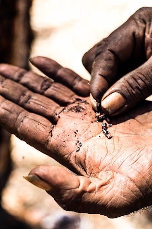 Jack Wongili Green showing bush tucker, Wuryarliya country, NT