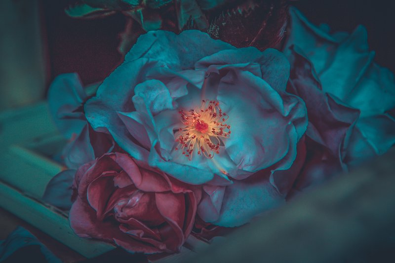 Blue Rose Series by Cristina Schek (86).jpg