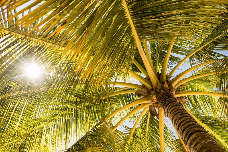 Palm Trees on Saona Island in the Dominican Republic. Photo by Jaren Wilkey/BYU