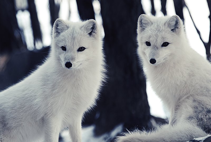 Arctic foxes. Photo by Eric Kilby, Flickr.