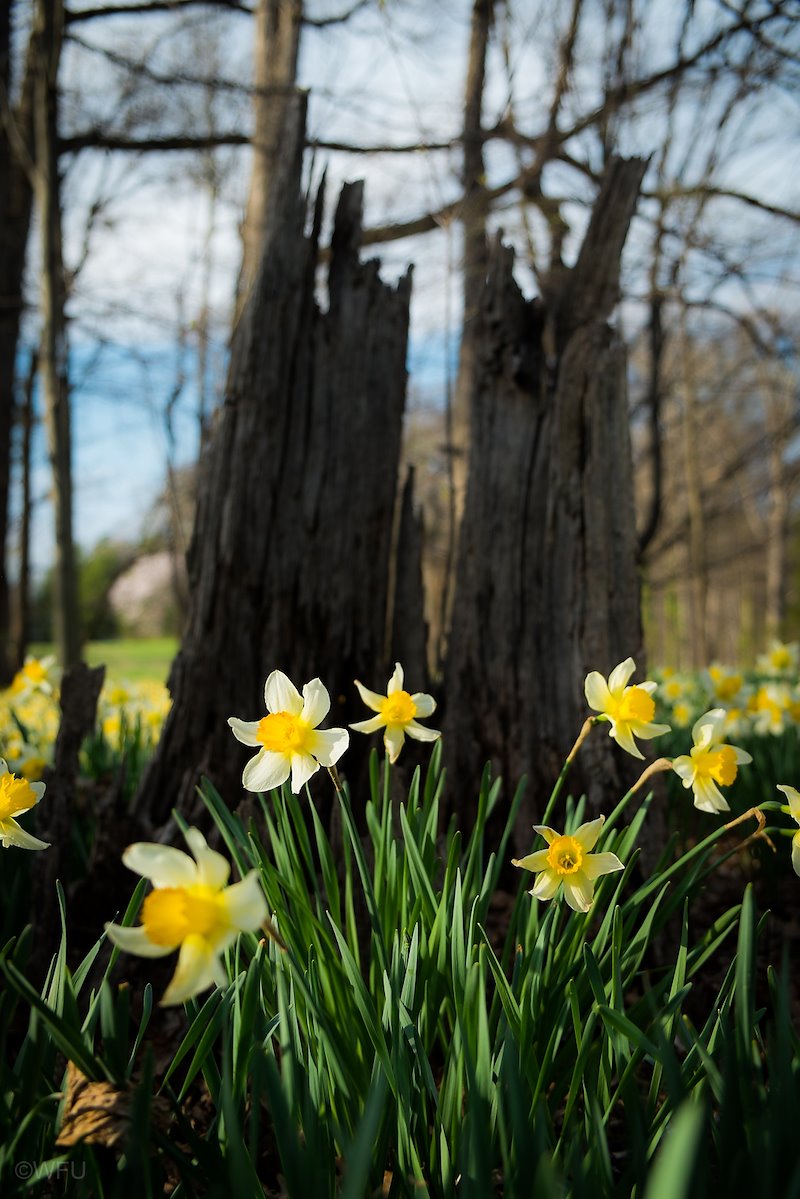 Thousands of daffodils fill the woods with color in front of Reynolda House Museum of American Art.