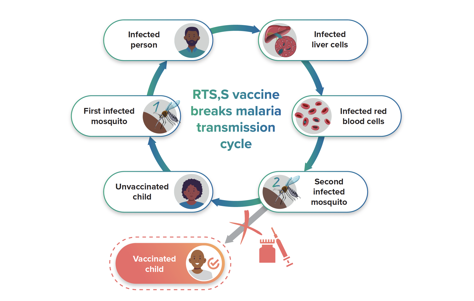 Contributing to the RTS,S malaria vaccine introduction in Ghana and Malawi