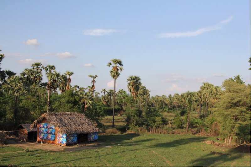 Toddy palm trees and small huts are a characteristic feature of rural landscapes in the central plains of Myanmar.