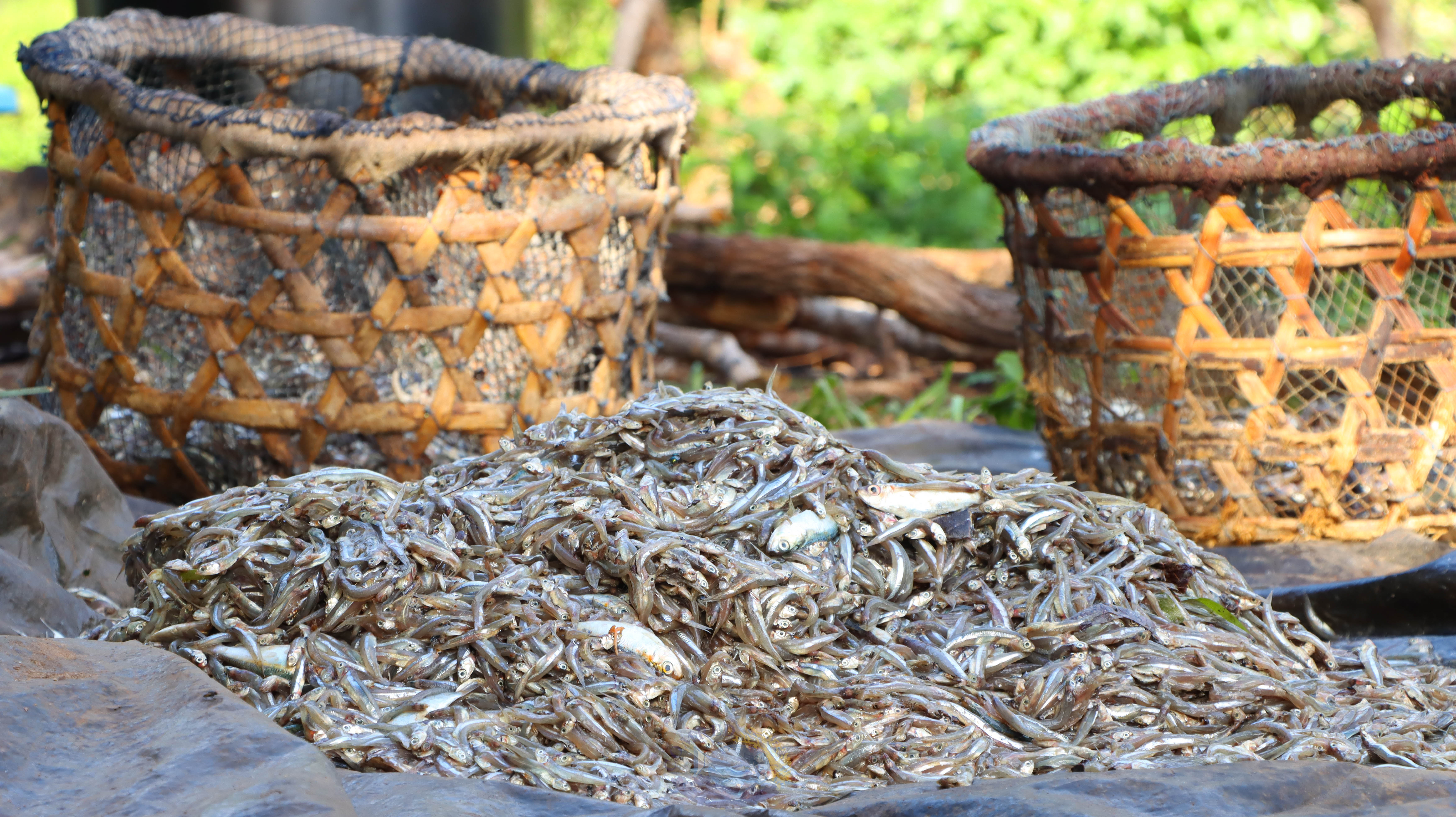 The Changing Face of Dagaa Processing in Kibuyuni, Kenya