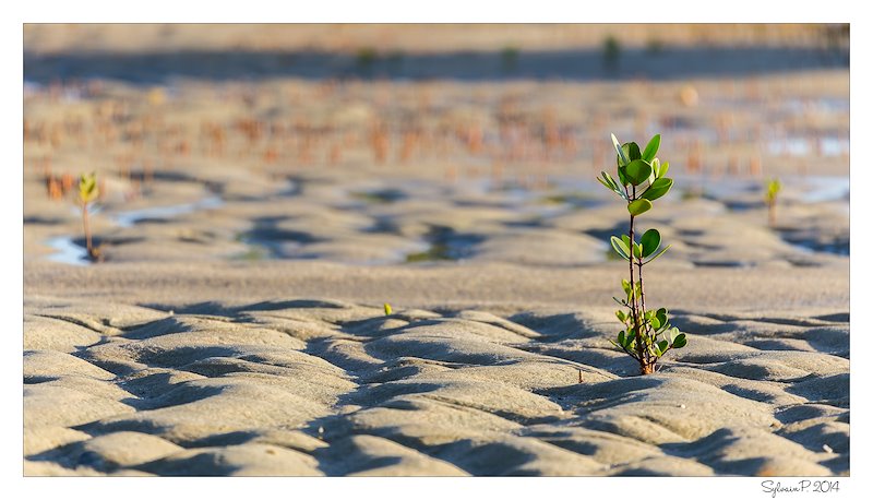 A young mangrove sprouts through the sands in Mozambique. Phto by Sylvain via Flickr.