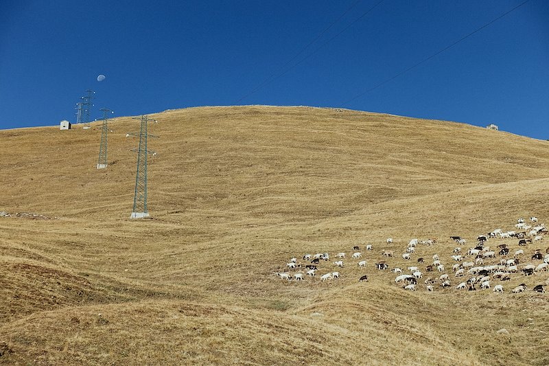 Power lines, sheep and the moon in perfect alignment. What does it mean?