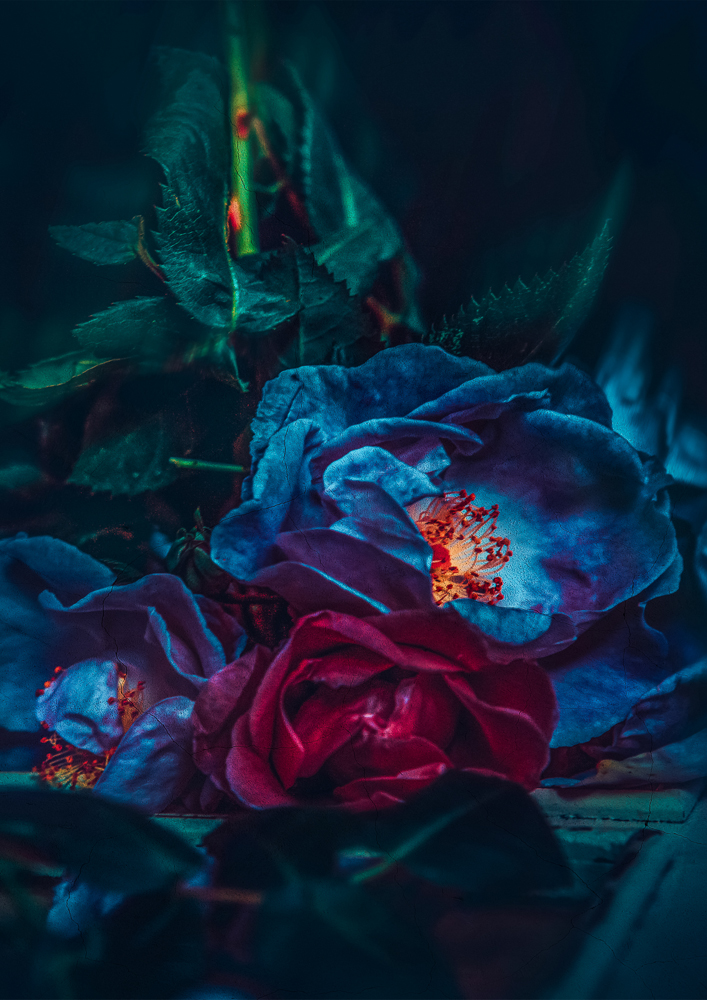 'Blue Rose II @ Twin Peaks Studios' by Cristina Schek