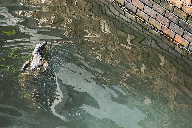 A large water monitor lizard swims through down a khlong where nearby restaurants throw out food scraps.