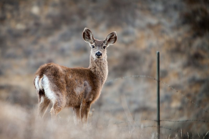 deer-4683.jpg
