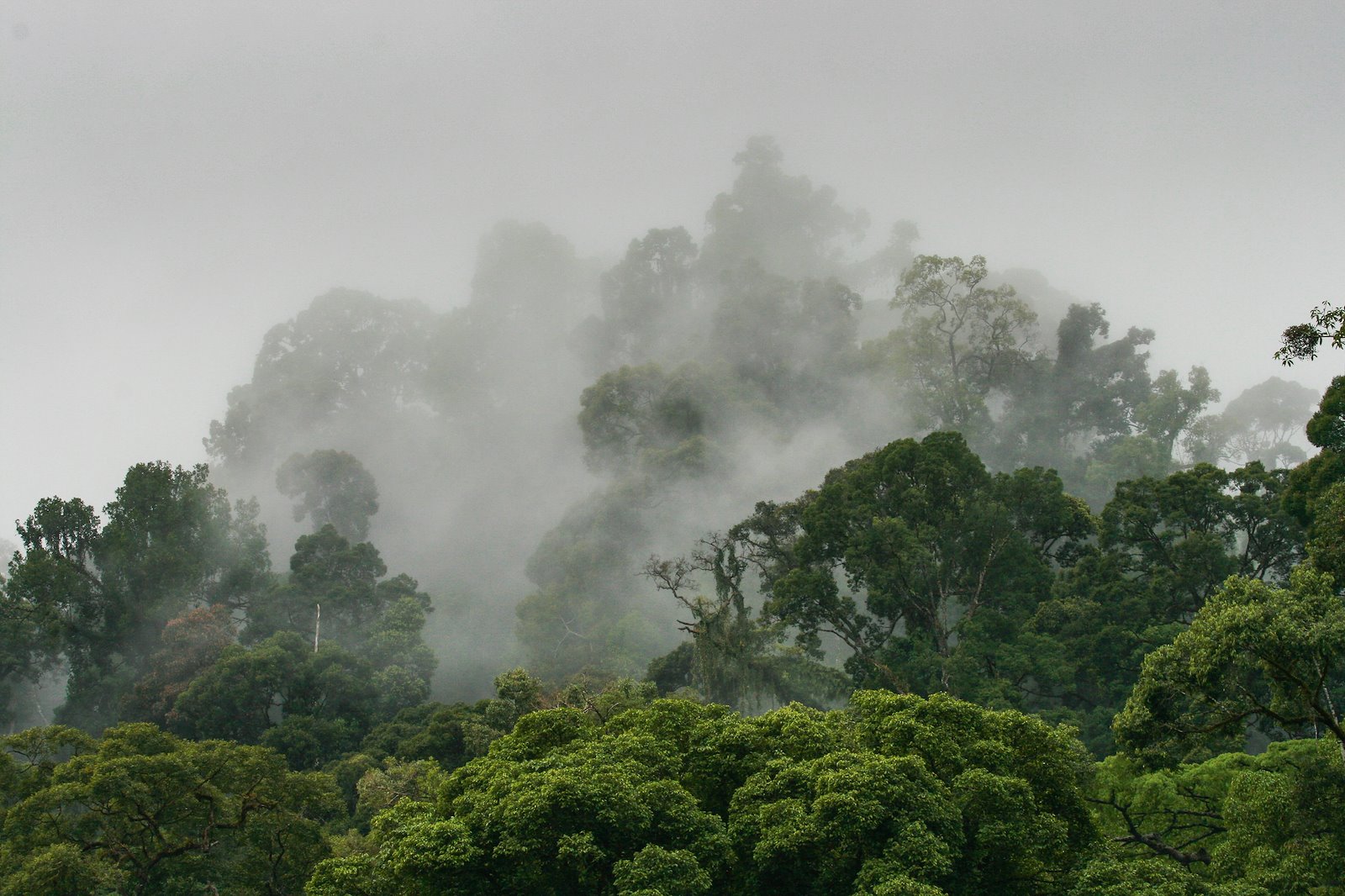 Primary forest, Danum valley, Borneo, Malaysia. Photo: Gregoire Dubois