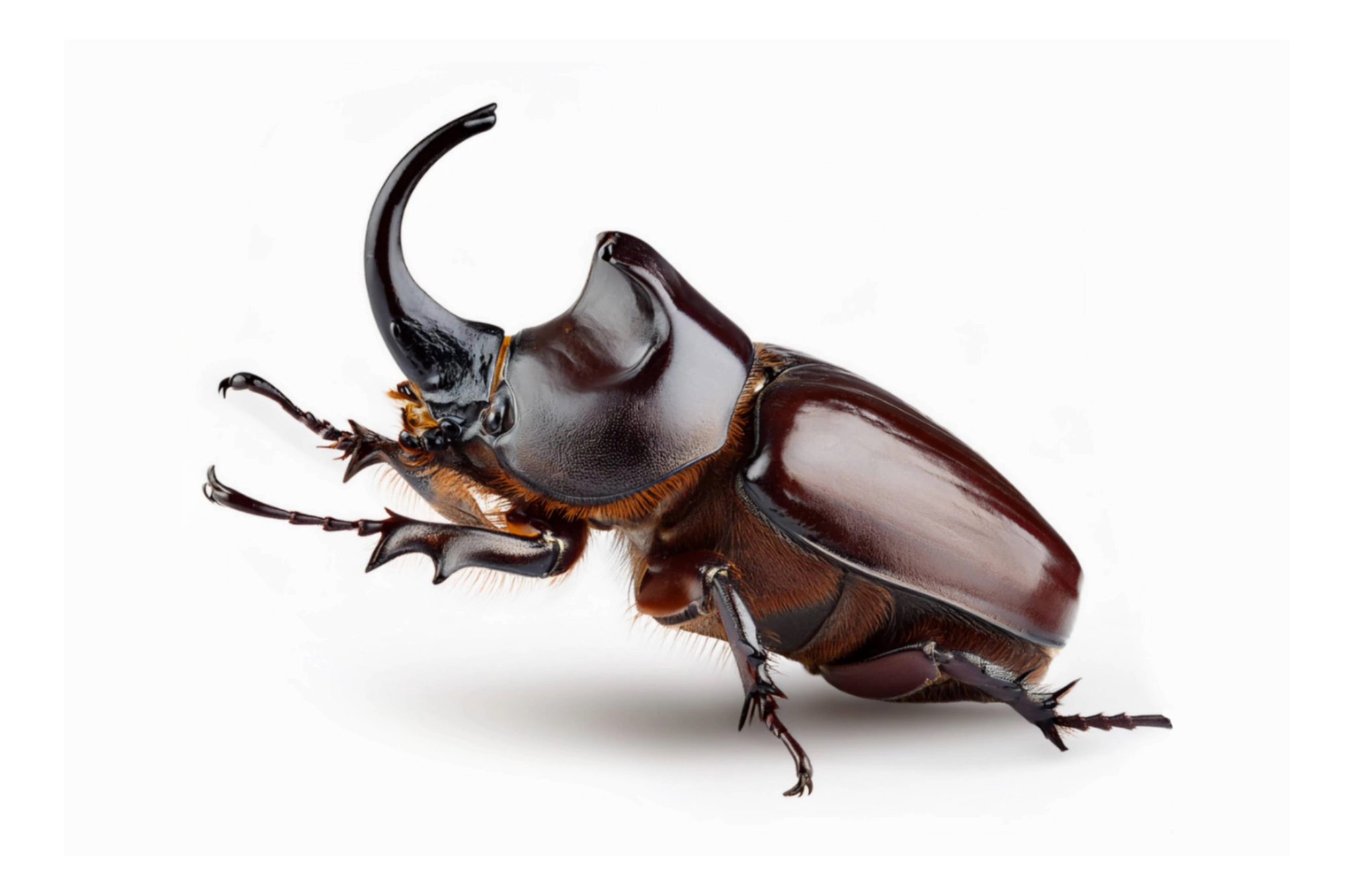 Coconut Rhinoceros Beetle
