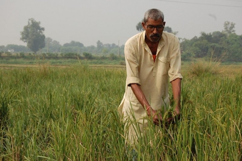 Ram Behal Maurya will be harvesting rice from a small piece of land in one of the flashflood-prone areas in  Uttar Pradesh. (Photo: M. Frio)