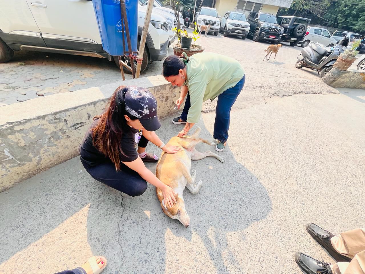 Rabies vaccination of stray dog on streets of Delhi. Photo: UNDP India.
