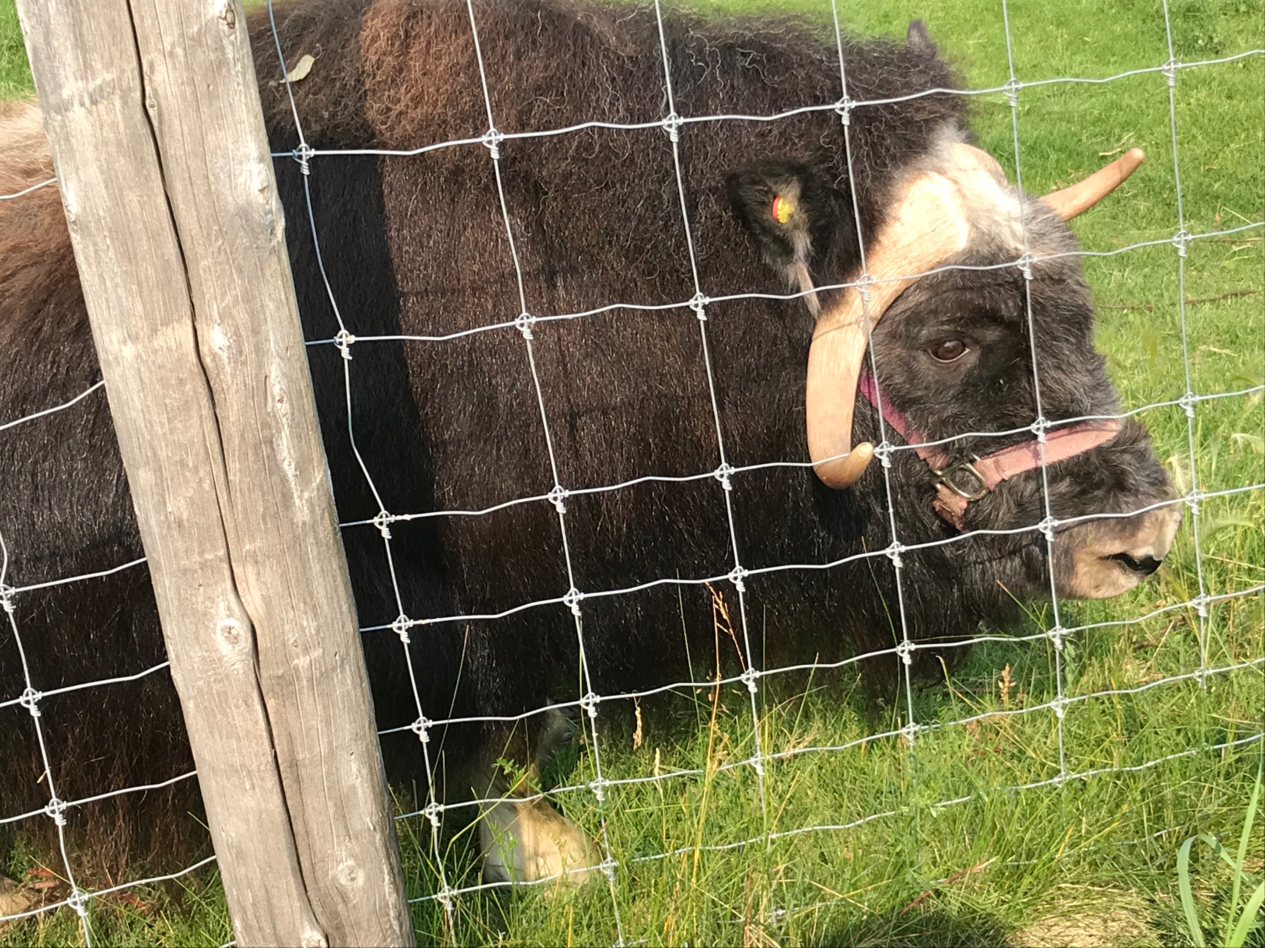 A photo in this story