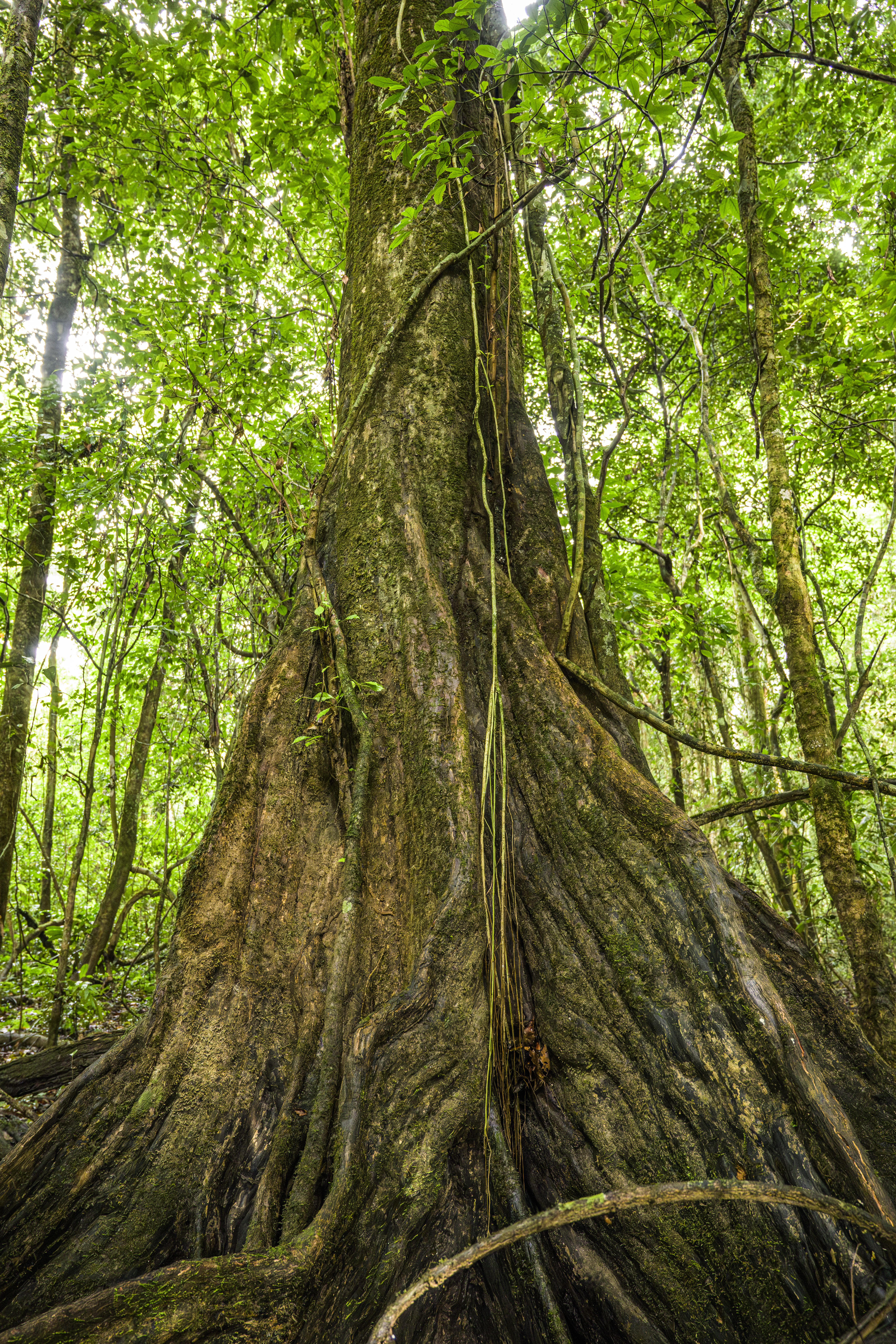 Giant tree rises from a wide base in a lush forest. Vines hang from its ...