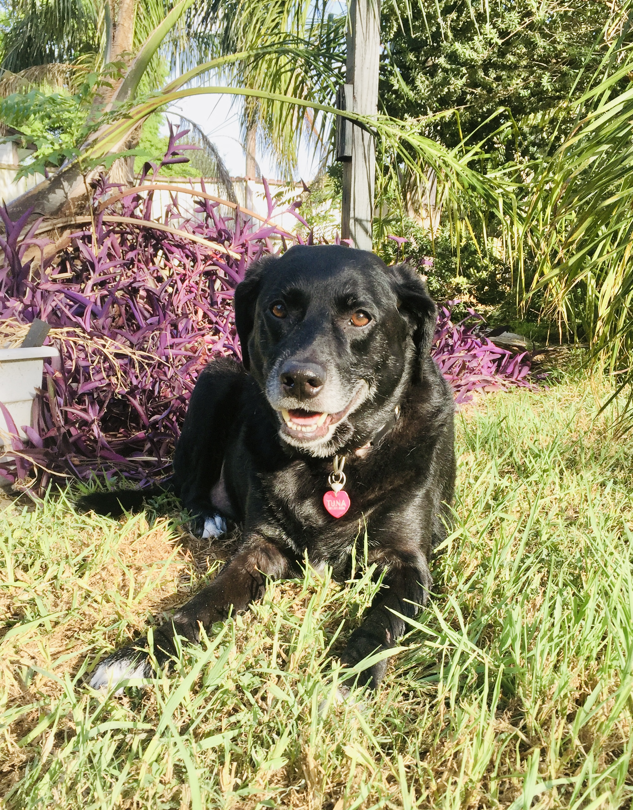 Leaving a Legacy of Loving Pets