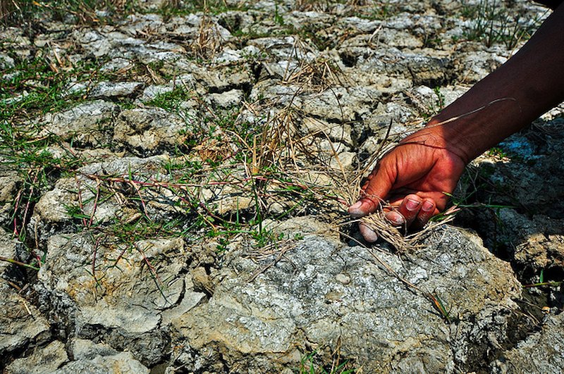 Once salt gets to the roots, it becomes detrimental to the whole plant. (Photo by Isagani Serrano)