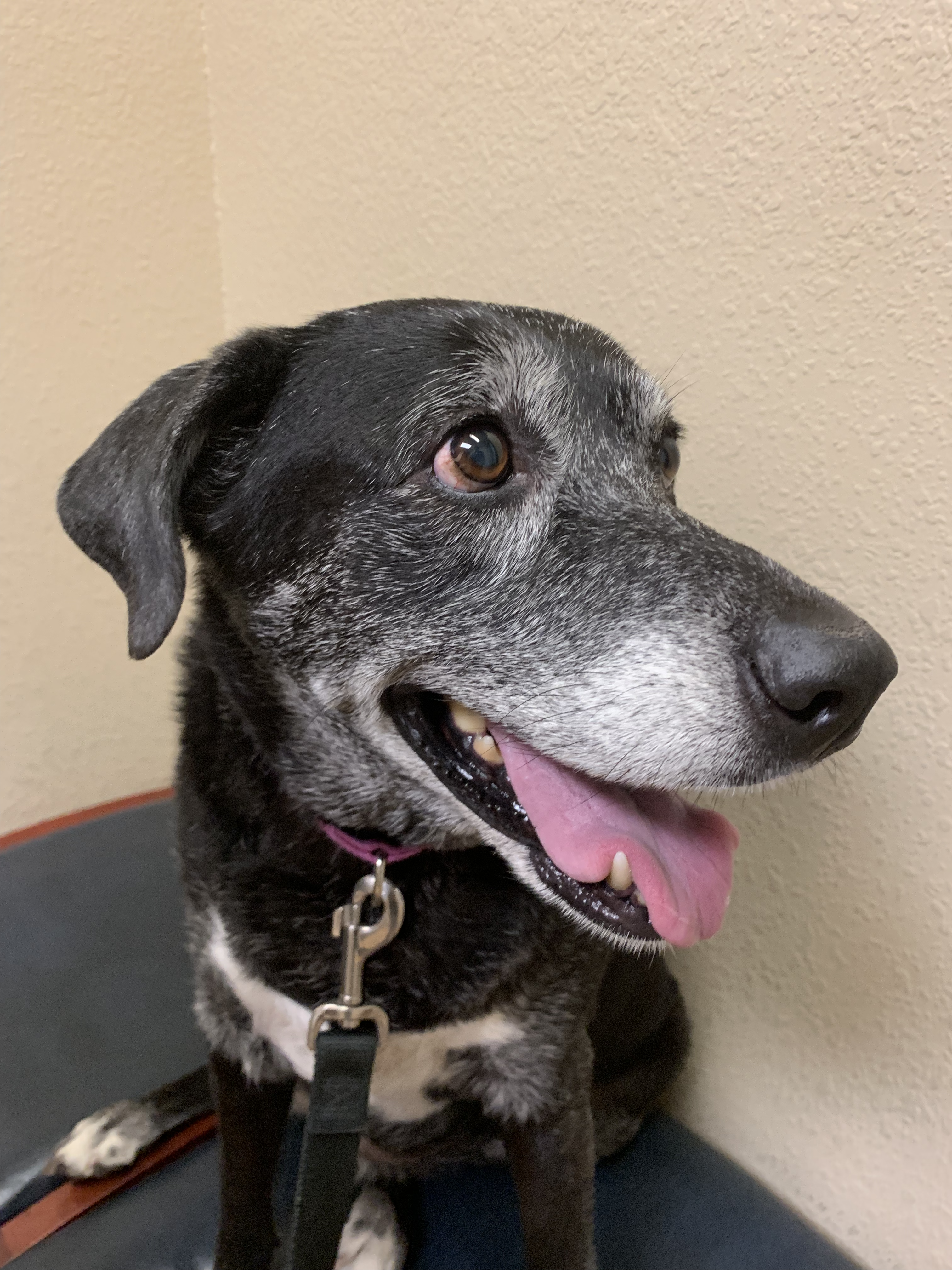 Leaving a Legacy of Loving Pets