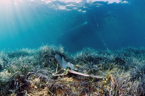 Anchorage of the leisure boats is a major threat to the shallow part of the meadows. Credit: Dimitris Poursanidis