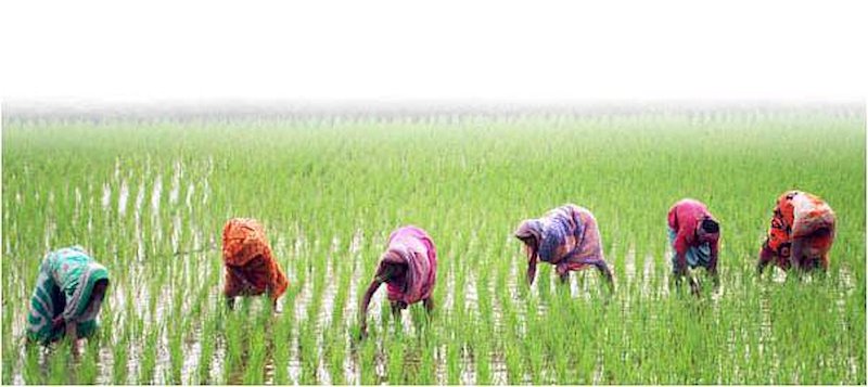 Indian-women-planting-rice-seedlings-Momotaz-Khantun.jpg
