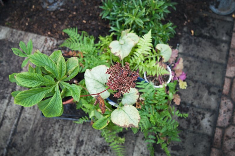 Assortment of shade perennials:  Rodgersia Brunnera |Macrophylla ‘Looking glass’ | peeking out from behind the Dryopteris Affinis