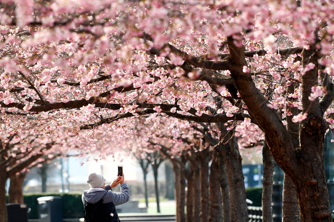 A pedestrian takes pictures of cherry blossoms in Stockholm, Sweden, on Thursday, March 26, 2020.