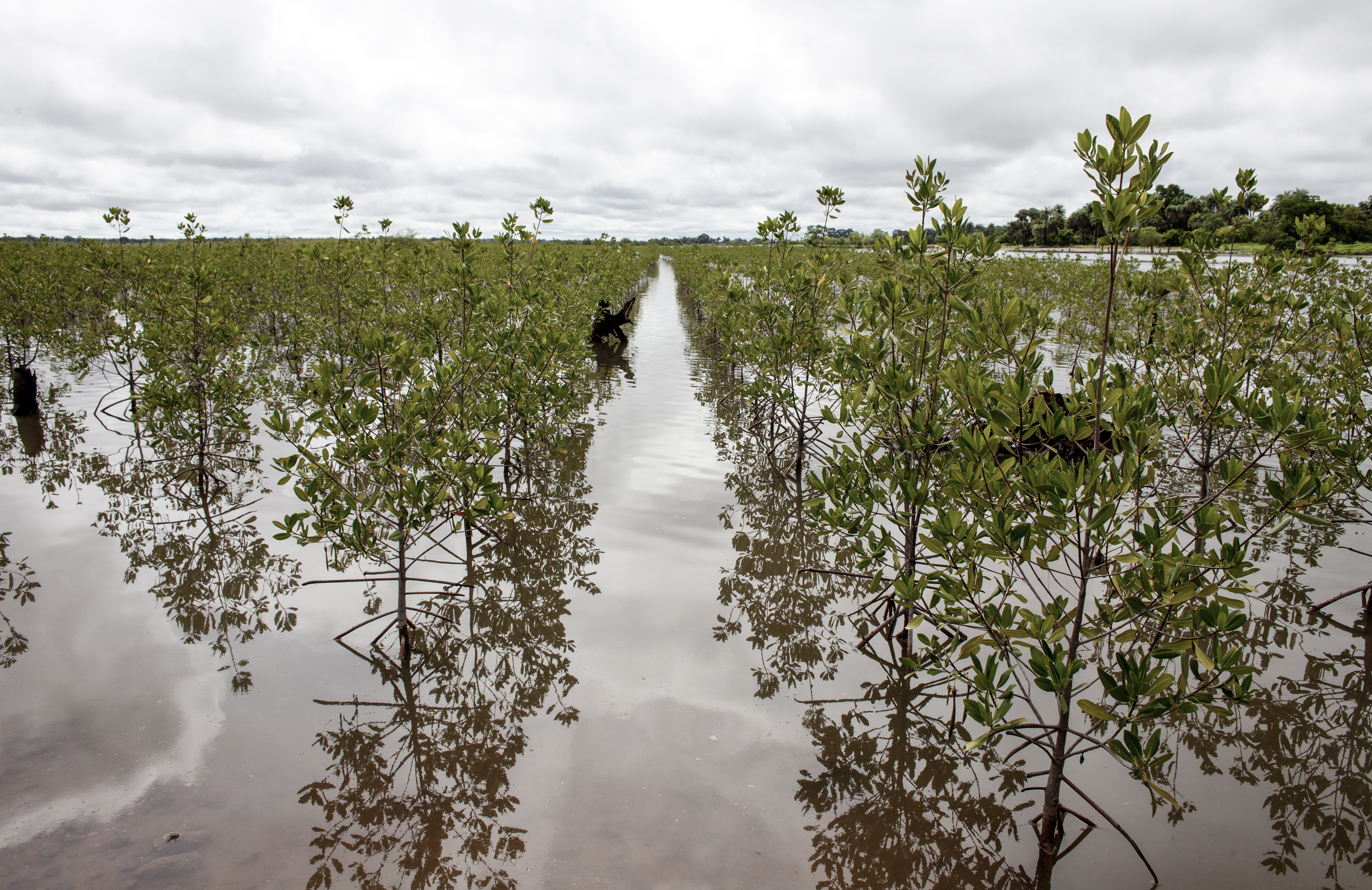 Many climate change adaptation projects such as mangrove reforestation are improving lives in The Gambia. © Jane Hahn / ActionAid