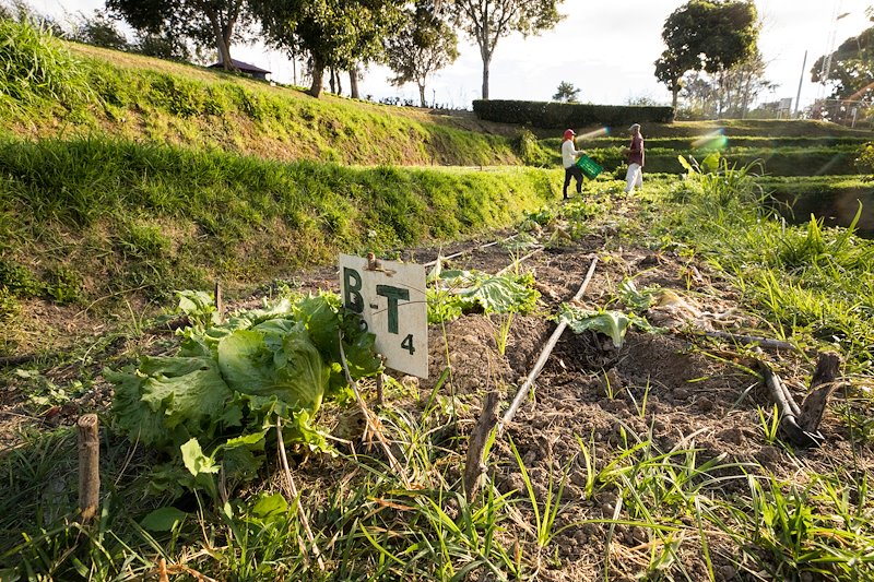 A research garden managed by Plan Sierra in San Jose de las Matas. Photo by Jaren Wilkey/BYU