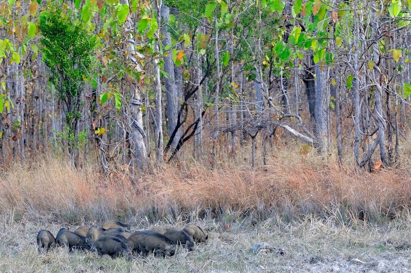 Wild pigs in these forests are important prey animals for predators such as leopards and tigers © Fletcher &amp; Baylis / WWF-Greater Mekong