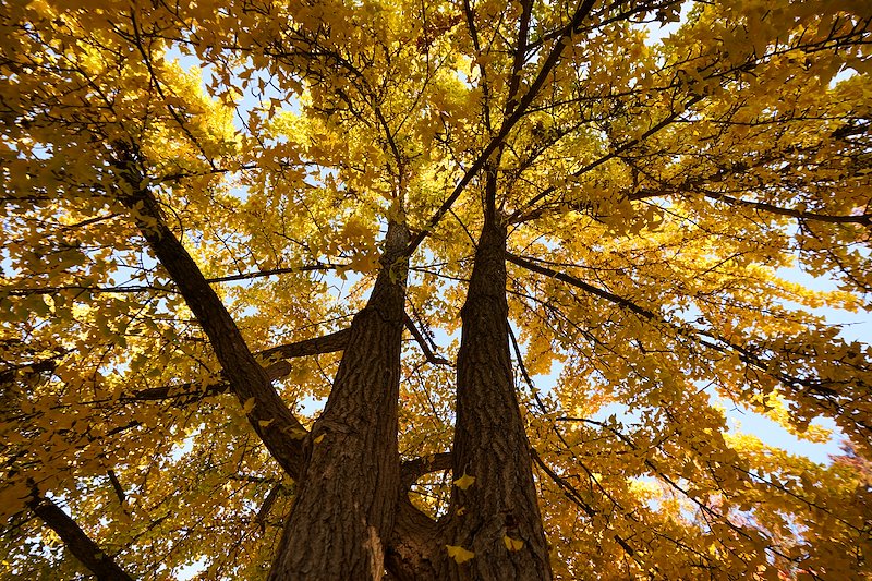 Fall colors on campus.