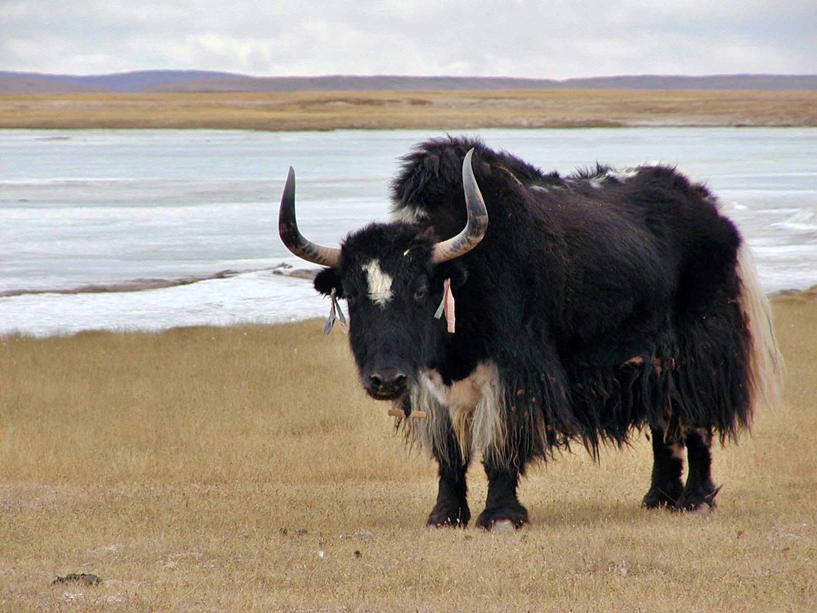 The Yak