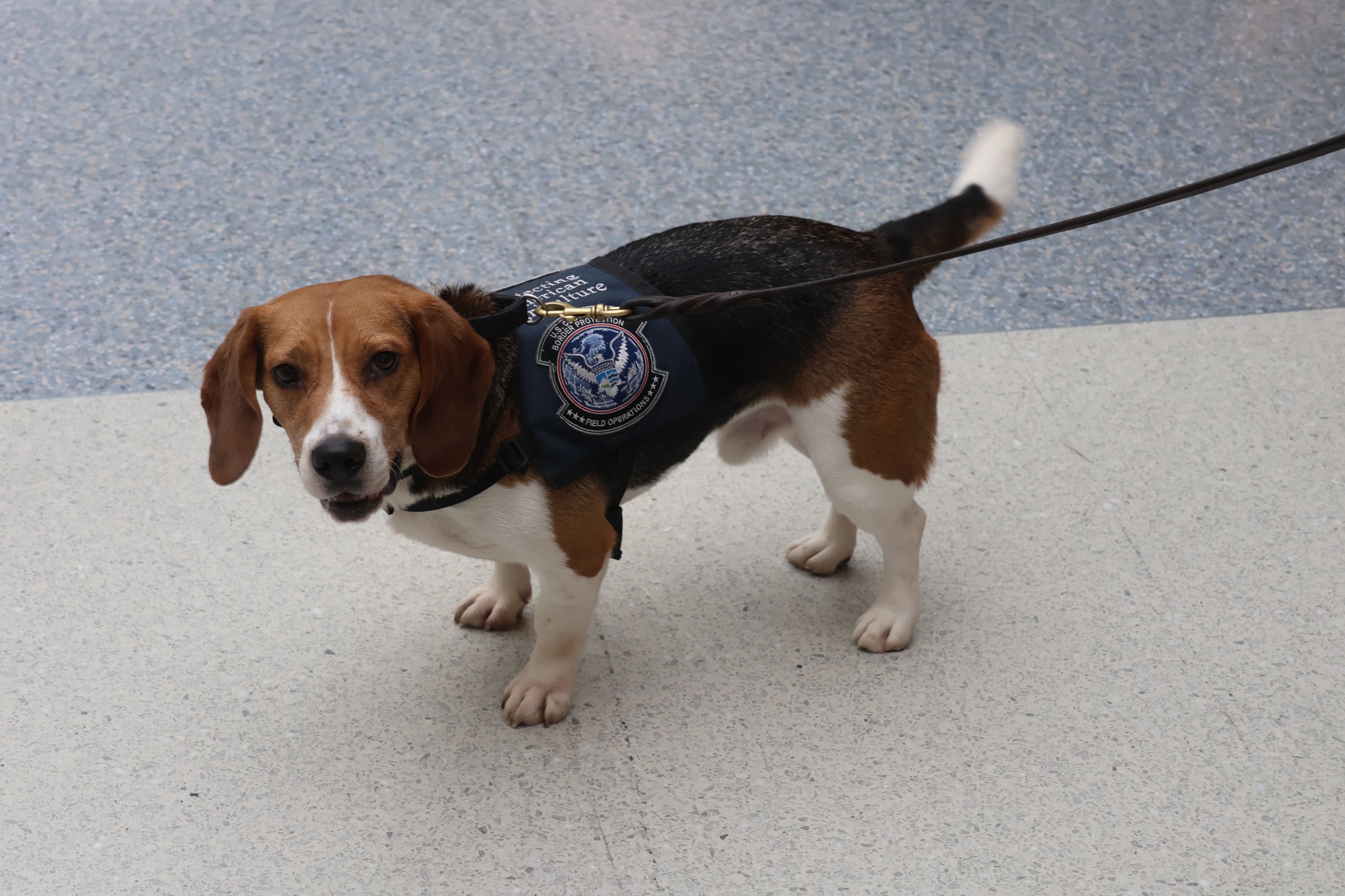 USDA Detector Dogs