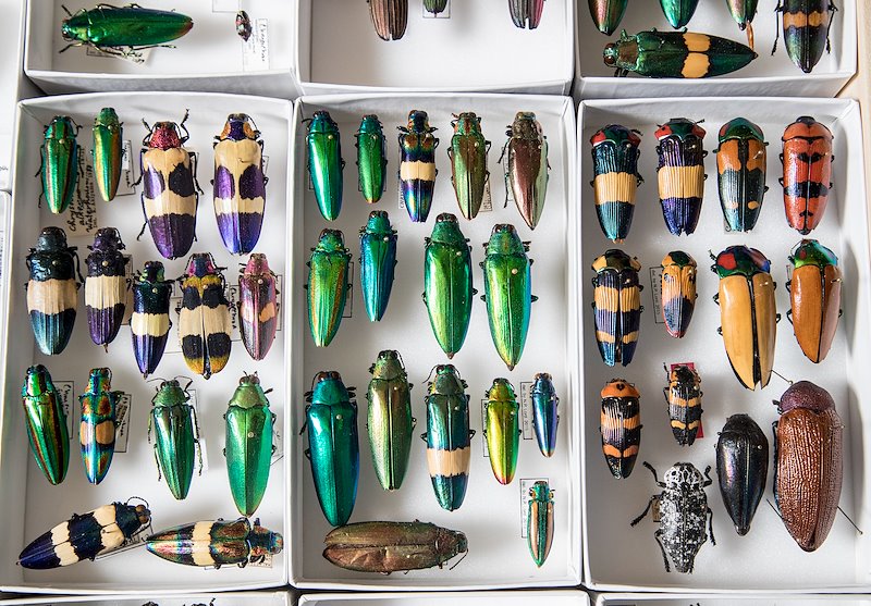 Seth Bybee's beetles collection - Photo by Mark A. Philbrick/BYU