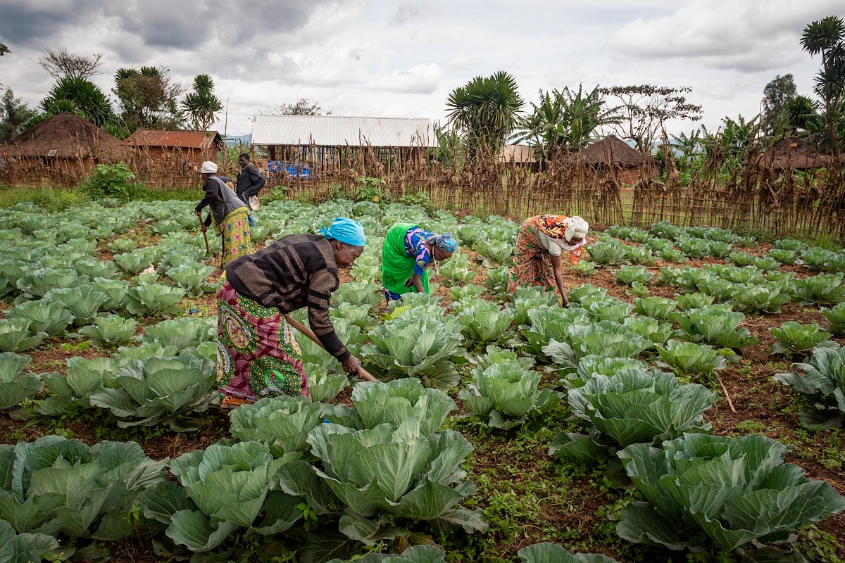 Agricultoras trabajan entre repollos en una parcela de Jina, provincia de Ituri, en Congo