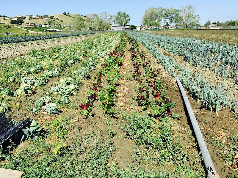 Lettuce field at Avalos Farm