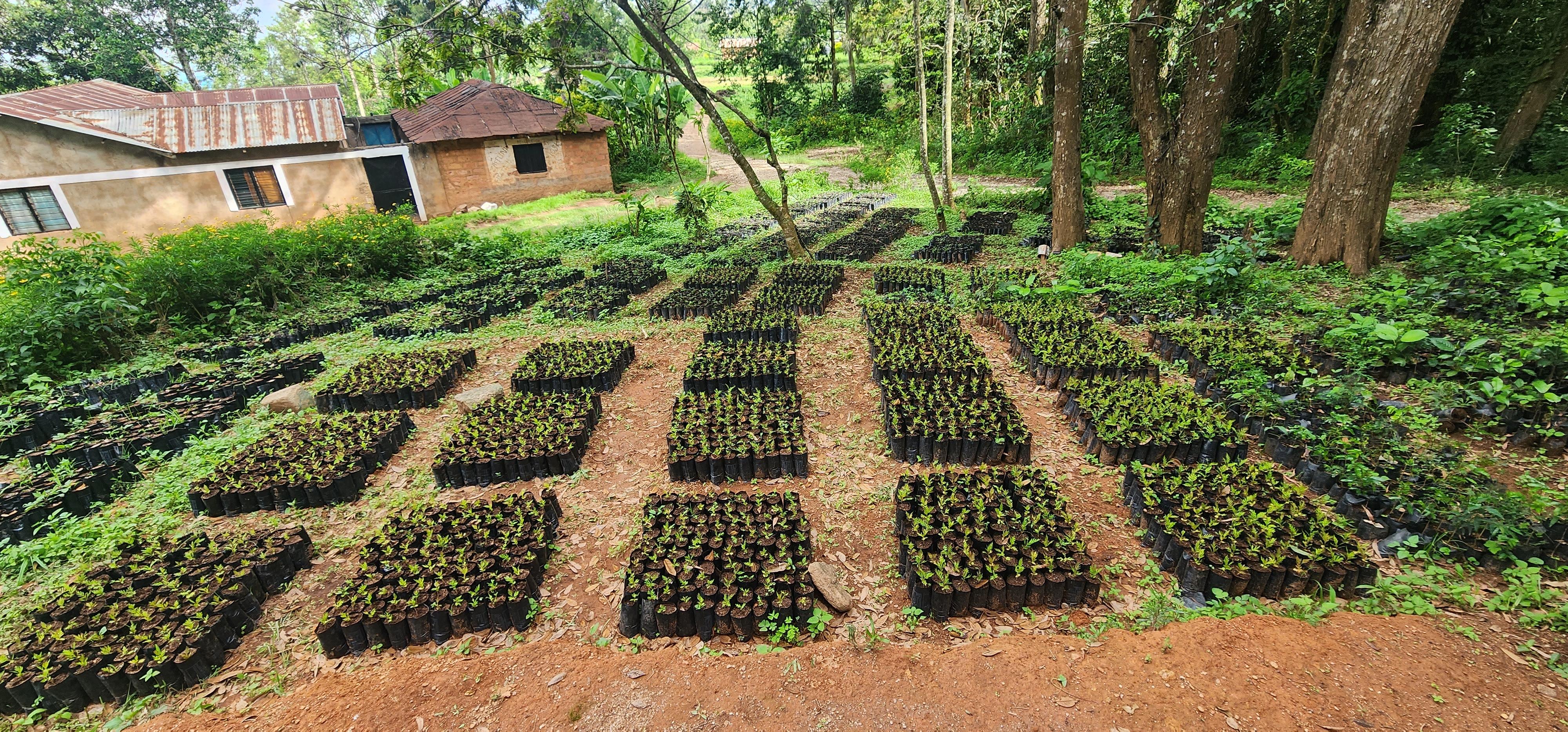 Rows of seedlings in black plastic bags sit on red soil, ready for ...