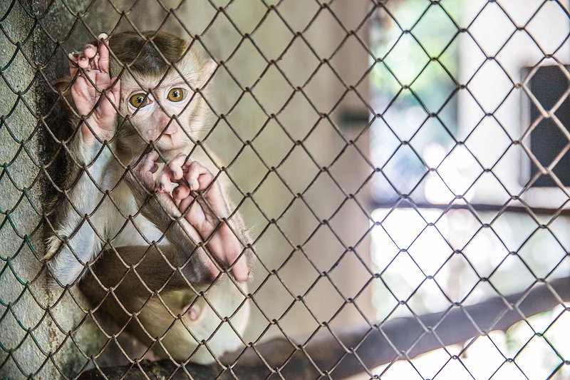 A baby macaque hangs in his enclosure.